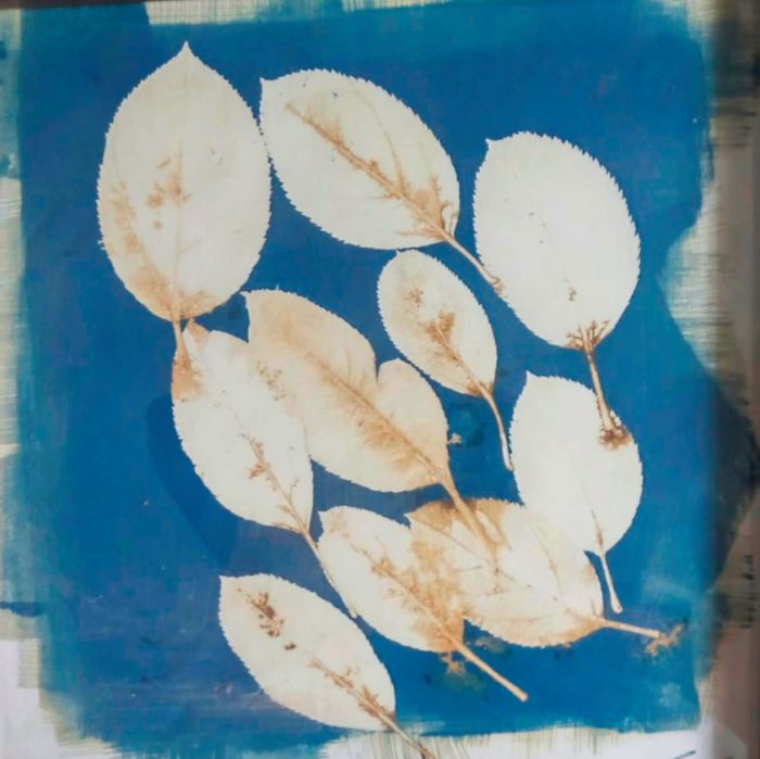 Cyanotype of leaves